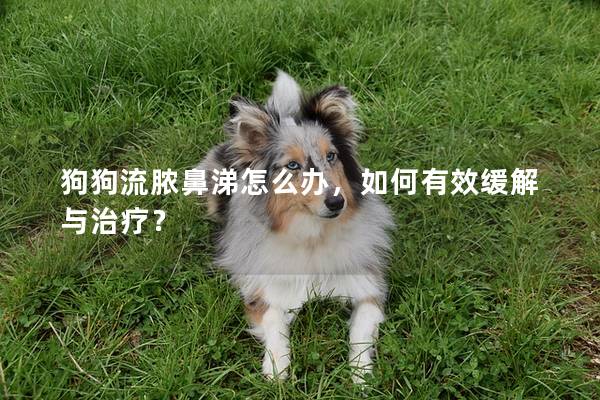 狗狗流脓鼻涕怎么办，如何有效缓解与治疗？