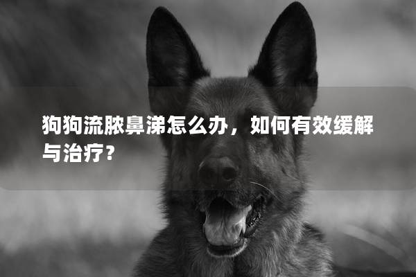 狗狗流脓鼻涕怎么办，如何有效缓解与治疗？