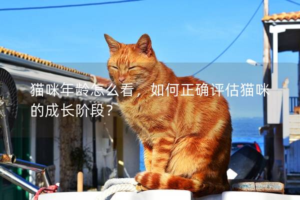 猫咪年龄怎么看，如何正确评估猫咪的成长阶段？