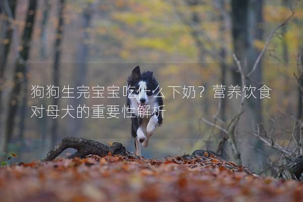 狗狗生完宝宝吃什么下奶？营养饮食对母犬的重要性解析