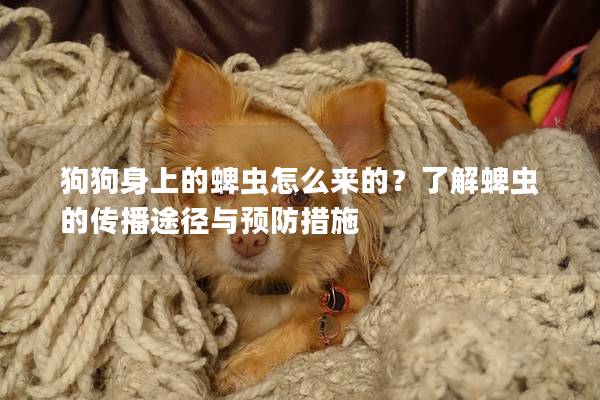 狗狗身上的蜱虫怎么来的？了解蜱虫的传播途径与预防措施