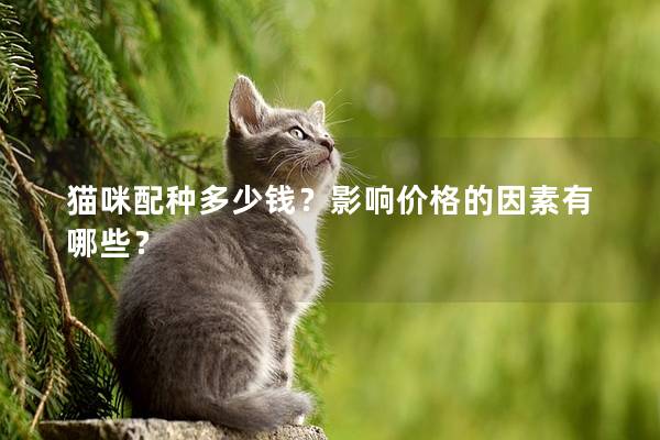 猫咪配种多少钱？影响价格的因素有哪些？