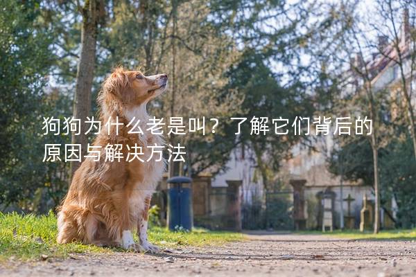 狗狗为什么老是叫？了解它们背后的原因与解决方法