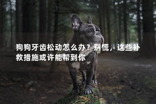 狗狗牙齿松动怎么办？别慌，这些补救措施或许能帮到你