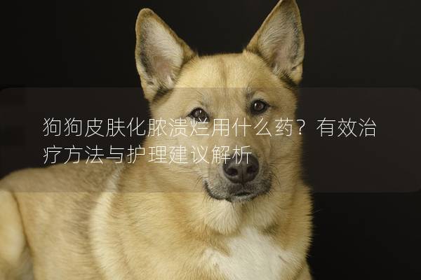 狗狗皮肤化脓溃烂用什么药？有效治疗方法与护理建议解析