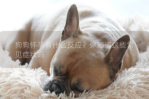 狗狗怀孕有什么反应？你知道这些常见症状吗