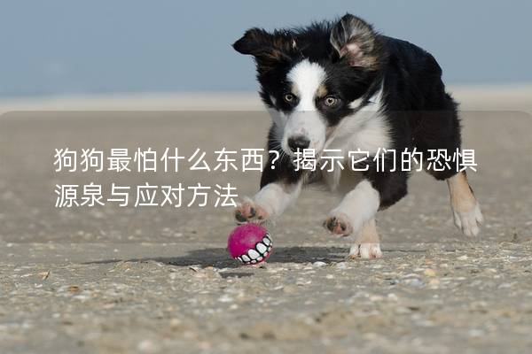 狗狗最怕什么东西？揭示它们的恐惧源泉与应对方法