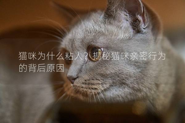 猫咪为什么粘人？揭秘猫咪亲密行为的背后原因