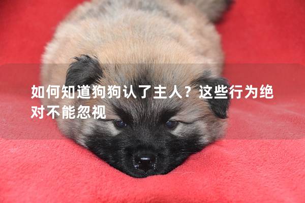 如何知道狗狗认了主人？这些行为绝对不能忽视