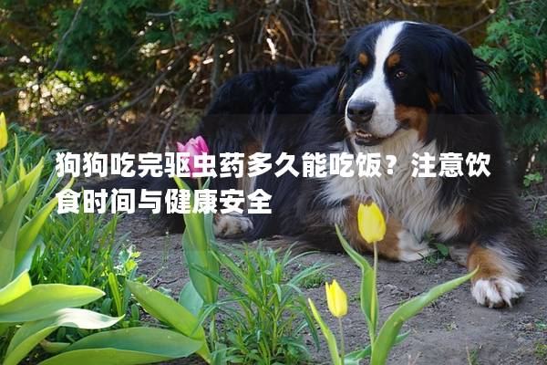 狗狗吃完驱虫药多久能吃饭？注意饮食时间与健康安全