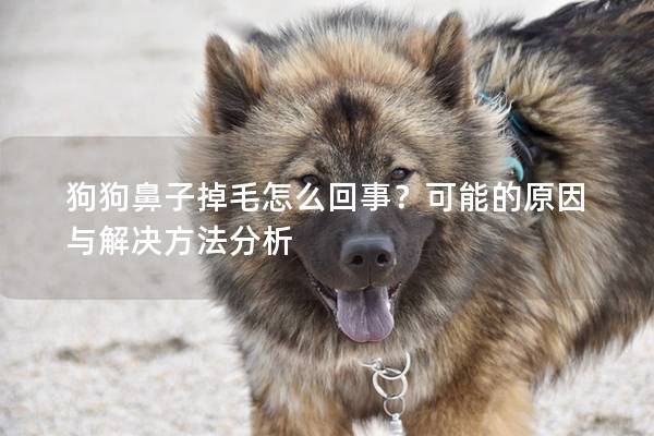 狗狗鼻子掉毛怎么回事？可能的原因与解决方法分析