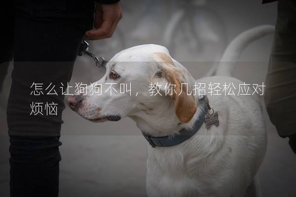 怎么让狗狗不叫，教你几招轻松应对烦恼
