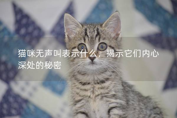 猫咪无声叫表示什么，揭示它们内心深处的秘密