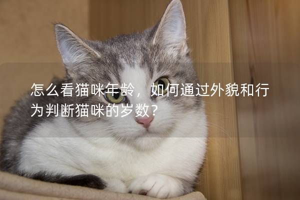 怎么看猫咪年龄，如何通过外貌和行为判断猫咪的岁数？