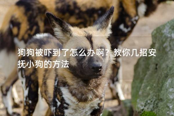 狗狗被吓到了怎么办啊？教你几招安抚小狗的方法