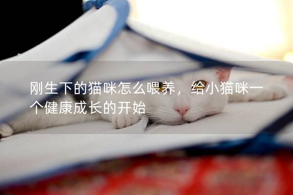 刚生下的猫咪怎么喂养，给小猫咪一个健康成长的开始