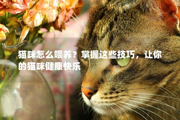 猫咪怎么喂养？掌握这些技巧，让你的猫咪健康快乐