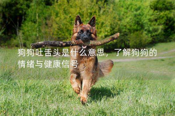 狗狗吐舌头是什么意思，了解狗狗的情绪与健康信号