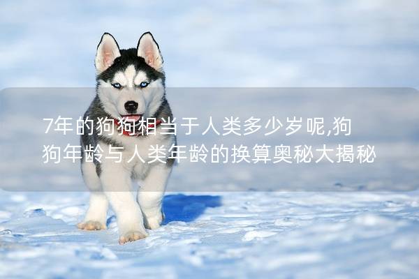 7年的狗狗相当于人类多少岁呢,狗狗年龄与人类年龄的换算奥秘大揭秘