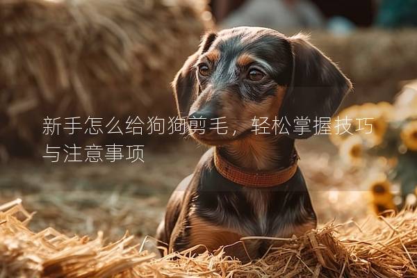 新手怎么给狗狗剪毛，轻松掌握技巧与注意事项