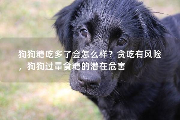 狗狗糖吃多了会怎么样？贪吃有风险，狗狗过量食糖的潜在危害