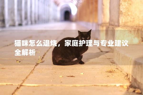 猫咪怎么退烧，家庭护理与专业建议全解析