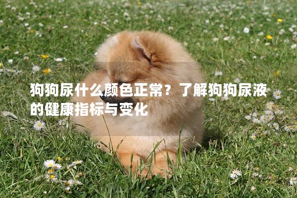 狗狗尿什么颜色正常？了解狗狗尿液的健康指标与变化