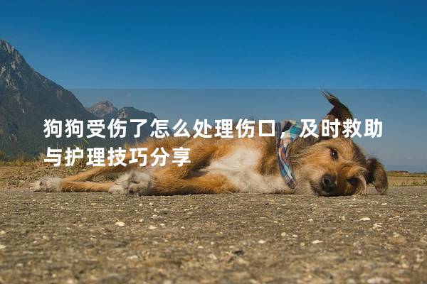 狗狗受伤了怎么处理伤口，及时救助与护理技巧分享