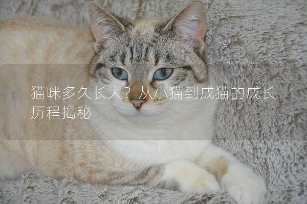 猫咪多久长大？从小猫到成猫的成长历程揭秘