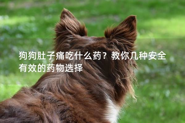 狗狗肚子痛吃什么药？教你几种安全有效的药物选择