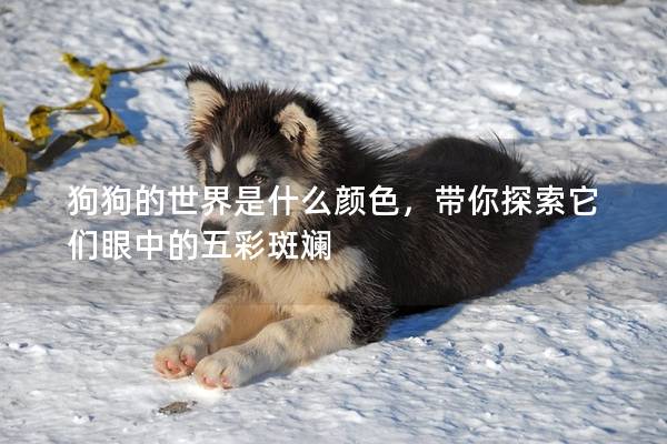 狗狗的世界是什么颜色，带你探索它们眼中的五彩斑斓