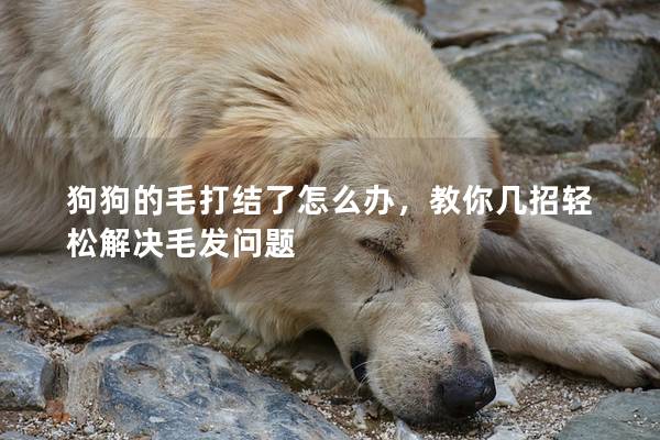 狗狗的毛打结了怎么办，教你几招轻松解决毛发问题