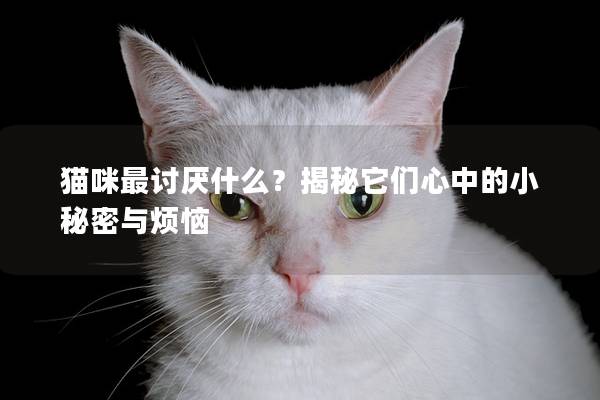 猫咪最讨厌什么？揭秘它们心中的小秘密与烦恼