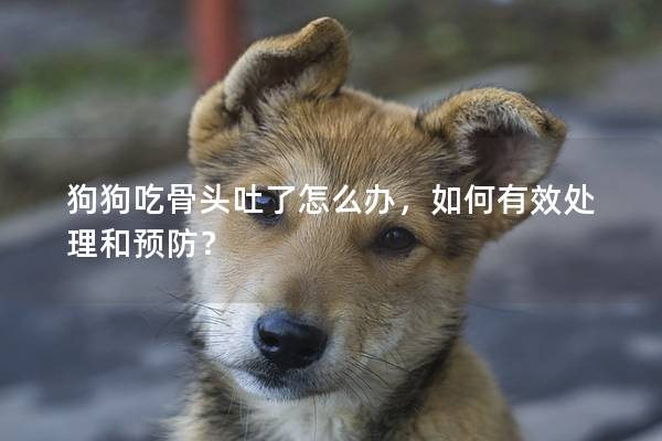狗狗吃骨头吐了怎么办，如何有效处理和预防？