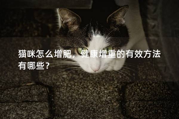 猫咪怎么增肥，健康增重的有效方法有哪些？