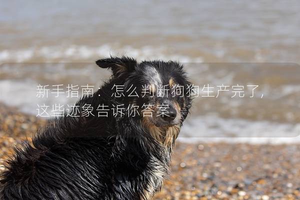 新手指南：怎么判断狗狗生产完了,这些迹象告诉你答案
