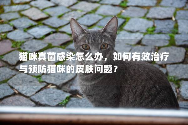 猫咪真菌感染怎么办，如何有效治疗与预防猫咪的皮肤问题？