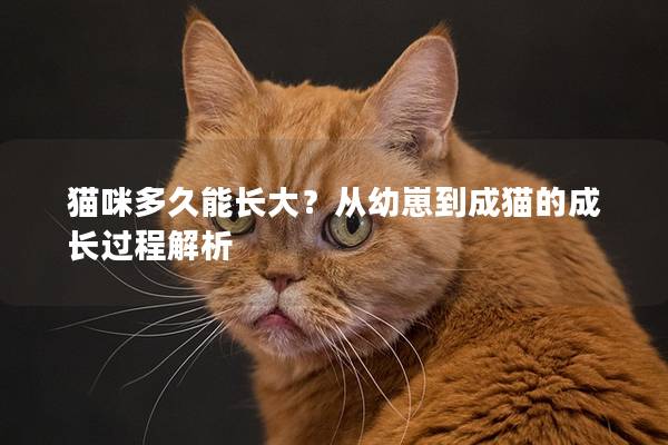 猫咪多久能长大？从幼崽到成猫的成长过程解析