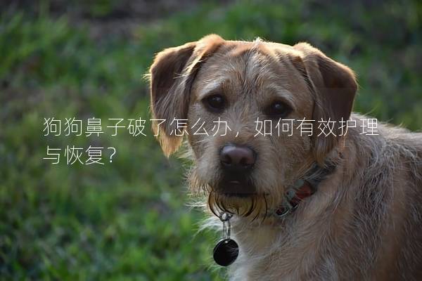 狗狗鼻子破了怎么办，如何有效护理与恢复？