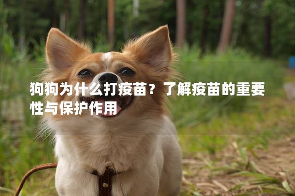 狗狗为什么打疫苗？了解疫苗的重要性与保护作用