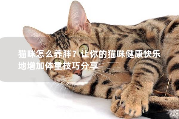 猫咪怎么养胖？让你的猫咪健康快乐地增加体重技巧分享