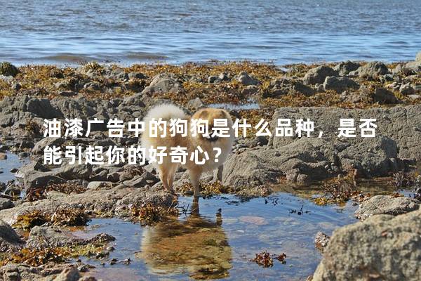 油漆广告中的狗狗是什么品种，是否能引起你的好奇心？