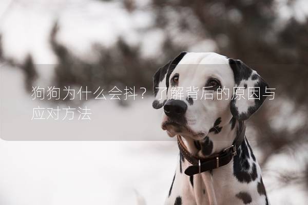 狗狗为什么会抖？了解背后的原因与应对方法