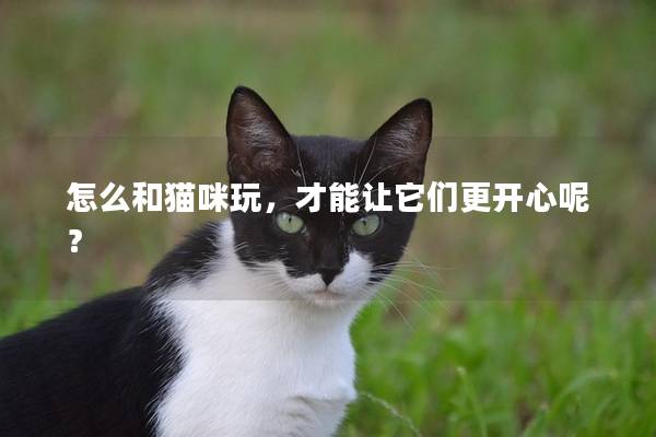 怎么和猫咪玩，才能让它们更开心呢？