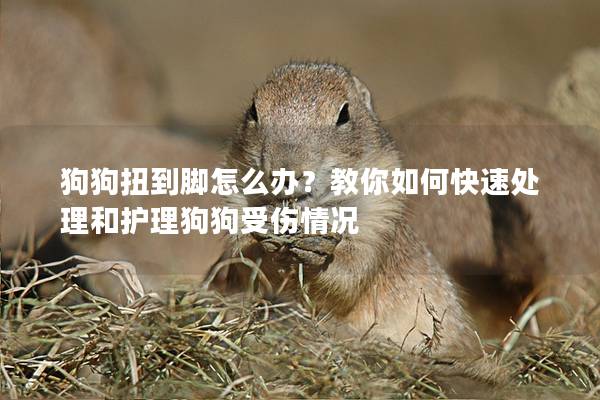 狗狗扭到脚怎么办？教你如何快速处理和护理狗狗受伤情况