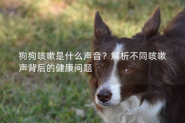 狗狗咳嗽是什么声音？解析不同咳嗽声背后的健康问题