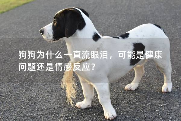狗狗为什么一直流眼泪，可能是健康问题还是情感反应？