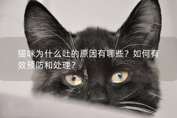 猫咪为什么吐的原因有哪些？如何有效预防和处理？
