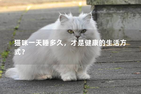 猫咪一天睡多久，才是健康的生活方式？