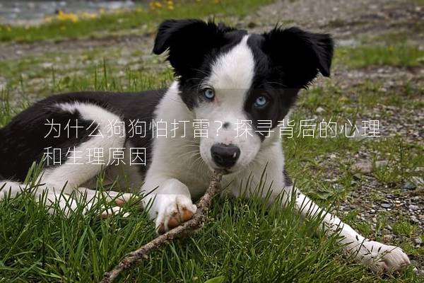为什么狗狗怕打雷？探寻背后的心理和生理原因